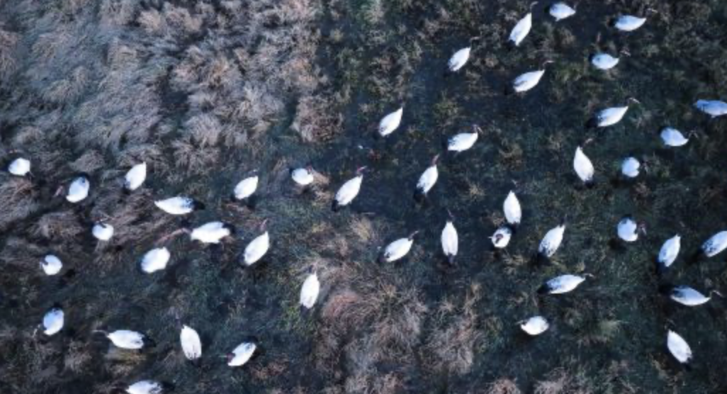 貴州草海迎來黑頸鶴越冬高峰